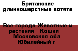 Британские длинношерстные котята - Все города Животные и растения » Кошки   . Московская обл.,Юбилейный г.